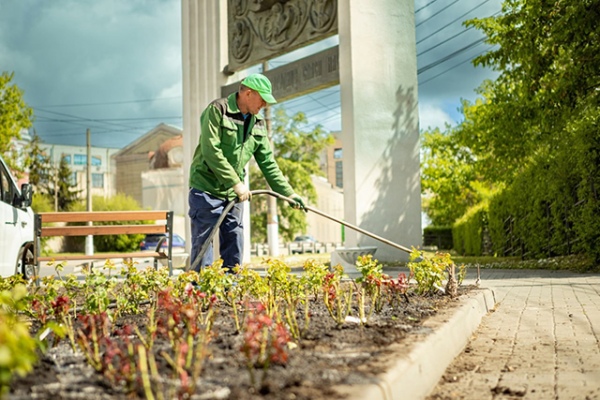 На улице Сонина высадили 700 кустов роз На улице Сонина высадили 700 кустов роз
