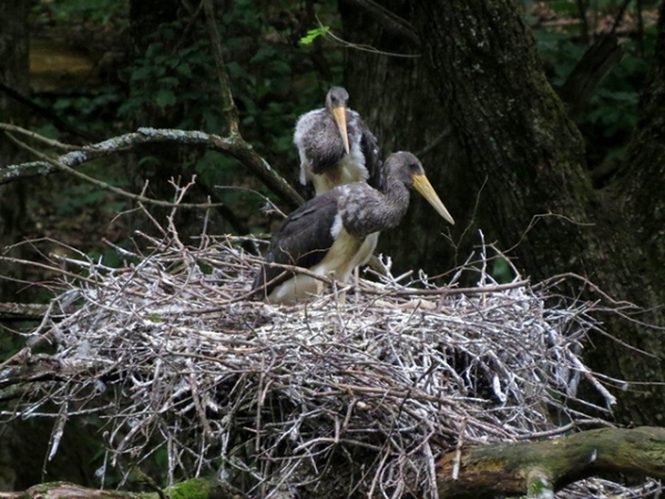 В лесу в Обоянском районе впервые обнаружили гнездо редкого черного аиста В лесу в Обоянском районе впервые обнаружили гнездо редкого черного аиста