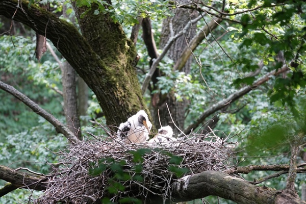 Фотографии оказались первым документальным подтверждением, что этот вид гнездится в Курской области Фотографии оказались первым документальным подтверждением, что этот вид гнездится в Курской области