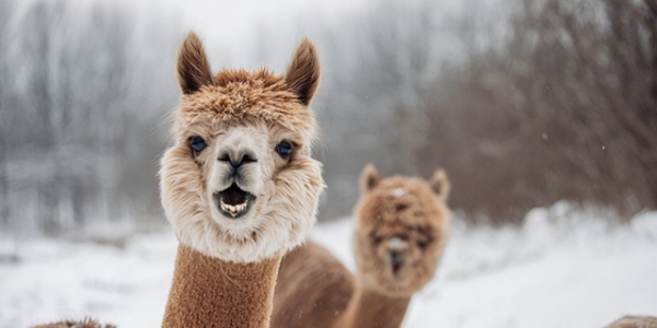 �������� ������������� �� ������ ��������, � ������ ��� ���������� �� ����������� ����� �����