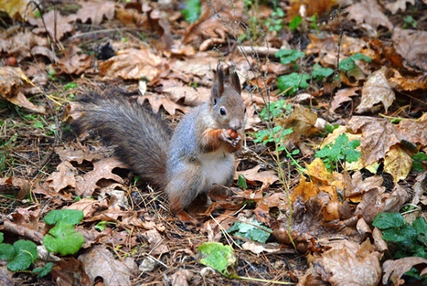 ������������ ����� ���� �������� � &laquo;������� �����&raquo;