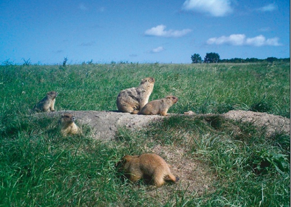 ���� �� �������, ���� � 2013 ���� �������� ������ ��� �������������� ���������, �������� ��� � ������������ ����