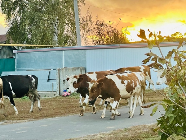 � ������� ������� ������� ������ �� ��������� �����