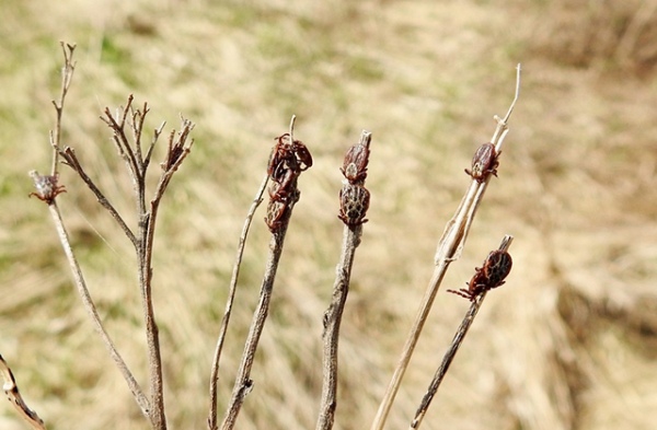 � ������ ���� � ������� �� ������ ������ ���������� 36 �������