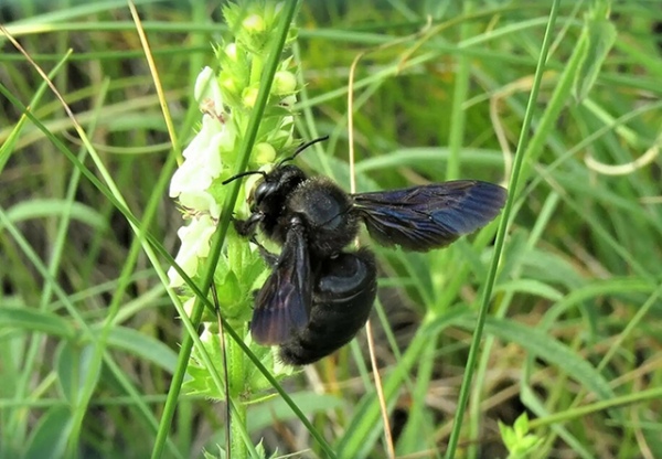 �����-������� ������������