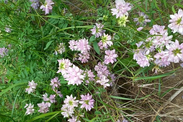 ������ �������