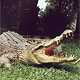 Священный крокодил съел паломника