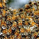 С королевской пасеки украли полмиллиона пчел