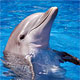 Дельфины заговорят с людьми