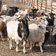 Сколько овец в Курской области?