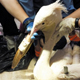 Раненому пеликану распечатали клюв на 3D-принтере