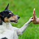 Собаки понимают смысл сказанных хозяином слов