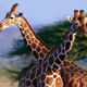 Жирафы оказались на грани вымирания