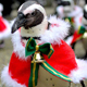В японском зоопарке пингвинов нарядили в рождественские костюмы