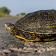 Сочинский таксист спас краснокнижную черепаху и стал местным героем