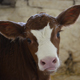 В России подводят первые итоги эксперимента по клонированию коров