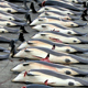 На Фарерских островах убили 1480 дельфинов. Китобои говорят, что это было ошибкой