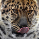 В России редчайшего леопарда встретили в неожиданном месте