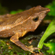 «Немая» жаба из Эквадора запела впервые за 100 лет