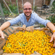 Мужчина собрал больше тысячи томатов с одного куста и побил мировой рекорд