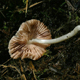 В Тюмени обнаружили неизвестный науке съедобный гриб