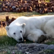 Белый медведь, у которого в пасти застряла банка сгущенки, пришел к людям за помощью