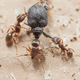 Пестициды предложили заменить муравьями