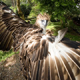 Ученые нашли орлов с гигантскими крыльями из «Властелина колец»