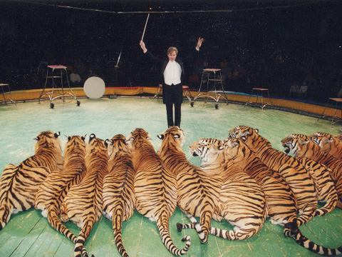 В курском цирке новая программа в феврале — «Суматранские тигры». На арене 13 хищников!