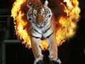 В курский цирк приехали «Суматранские тигры»