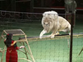 На арену курского цирка выйдут сразу восемь львов!