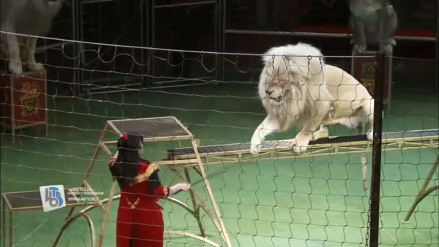 На арену курского цирка выйдут сразу восемь львов!