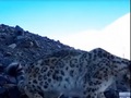 Курянин в составе экспедиции на Алтае встретил снежного барса (видео)