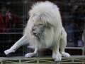 В курском цирке покажут «Шоу белых львов»
