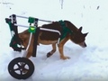В Курске раненому псу купили инвалидную коляску