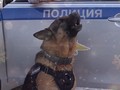 Курян с Новым годом поздравил песней полицейский пес