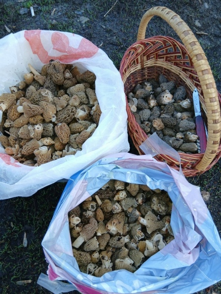 В курских лесах ведрами собирают весенние грибы